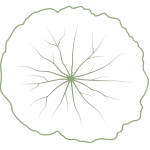 logo Cappucine